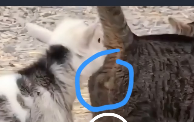Козлёнок попытался быкануть на кота