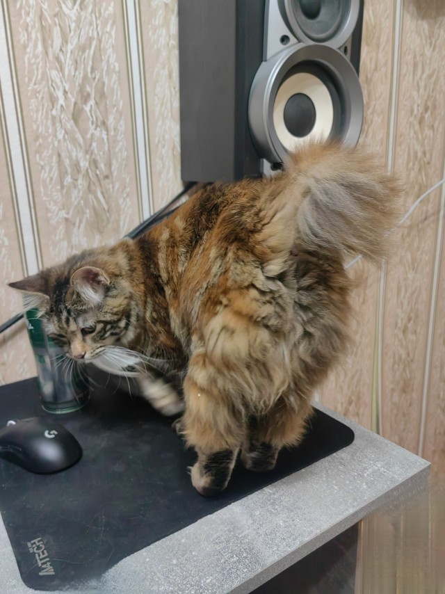 Котовторник же