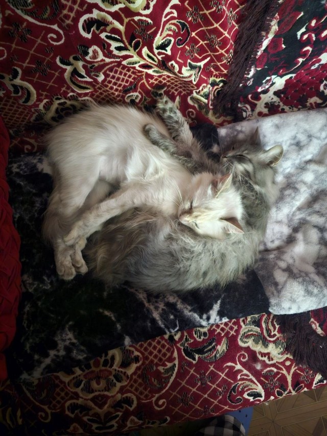Котики в добрые руки