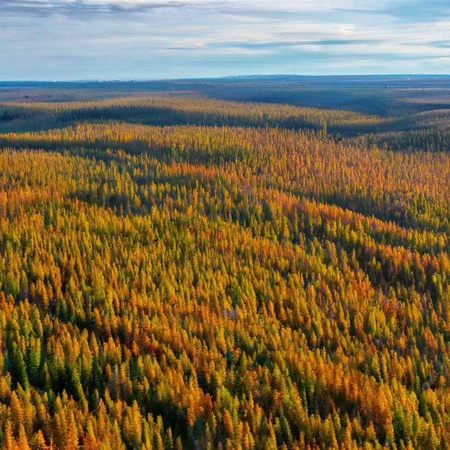 Осень в тайге