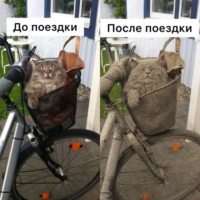 Велопрогулки не такие уж и безвредные