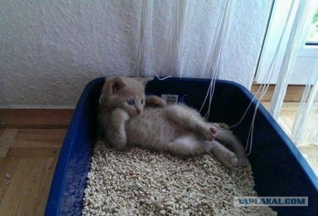 Кошачья реакция