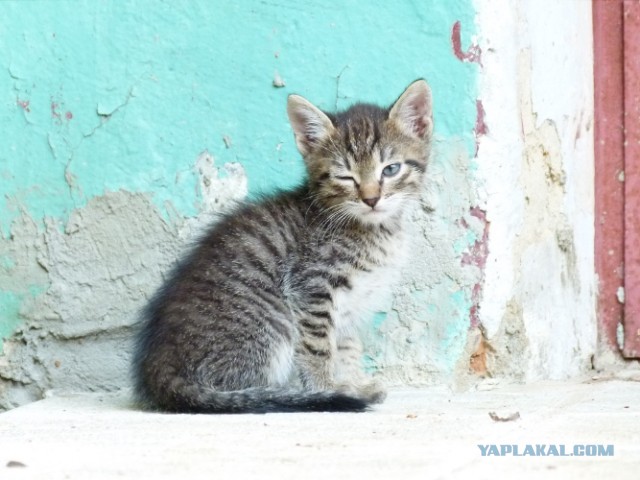 Котовторник 03.09.2013