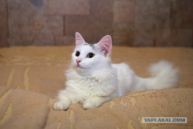 Котовторник 17.09.2013