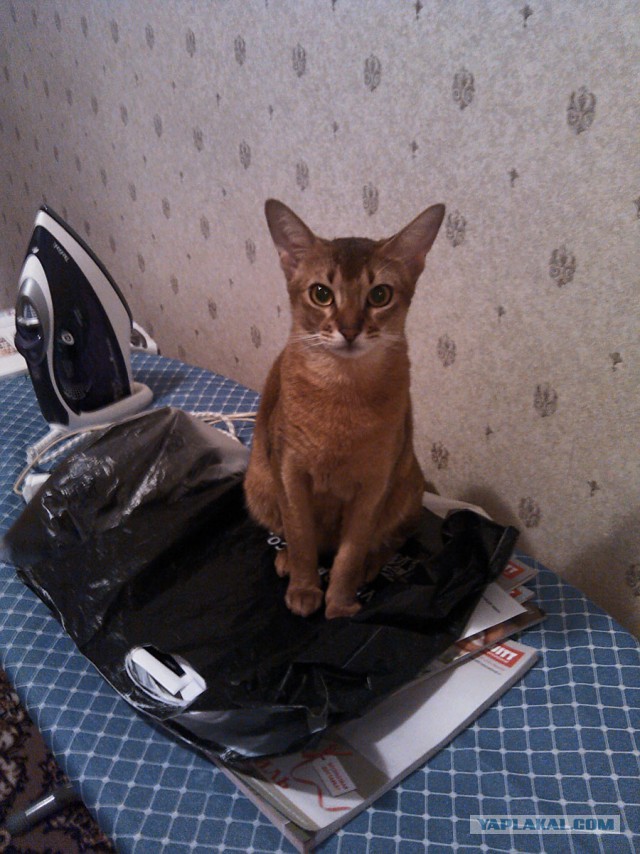 Котовторник 22.10.2013
