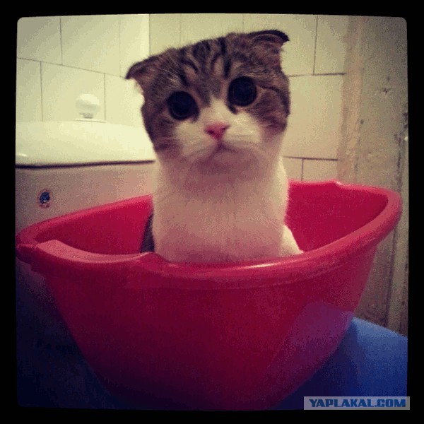 Котовторник 22.10.2013