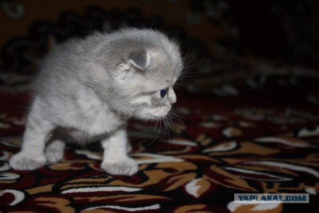 Много Мимимишности...