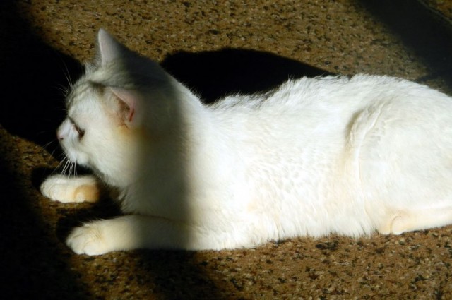 Котовторник 05.03.13