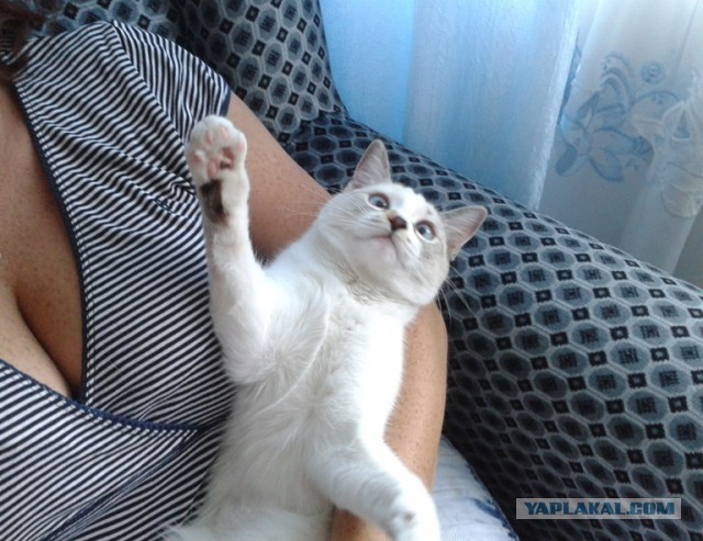 Котовторник  08.07.2014
