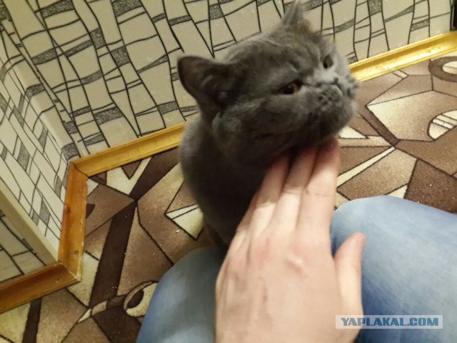 Котовторник 22.07.14