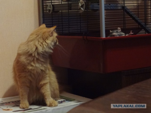 Котовторник 23.09.2014.