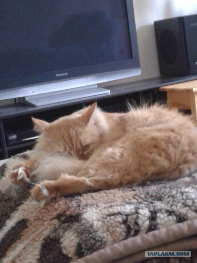 Котовторник 9.12.2014
