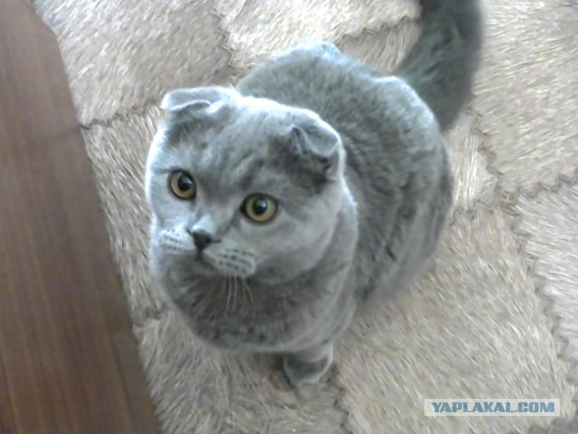 Котовторник
