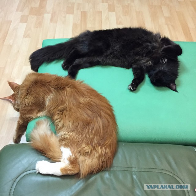 Котовторник