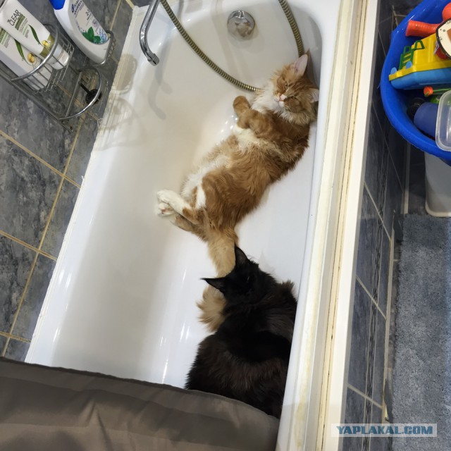Котовторник