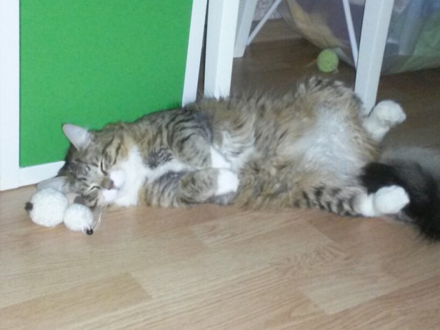 Кот по имени Бобо