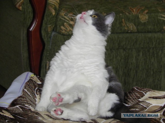 Котовторник 09.06.2015