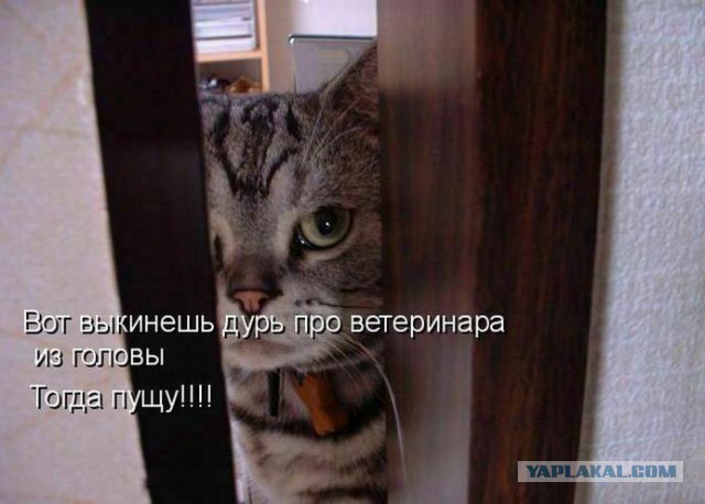 Мешанина прикольных картинок из сети