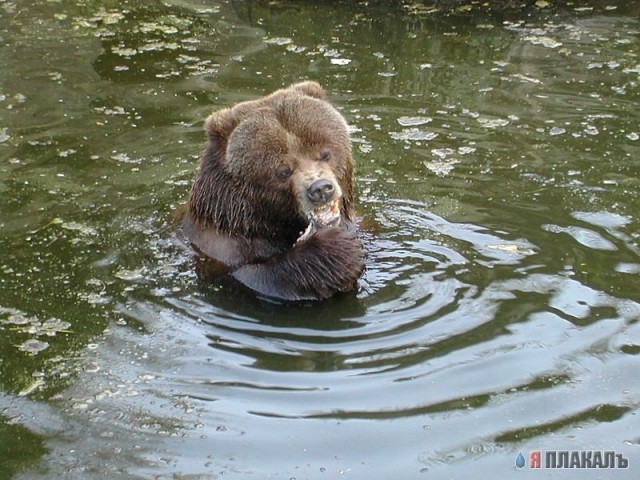 Все о МЕДВЕДЯХ