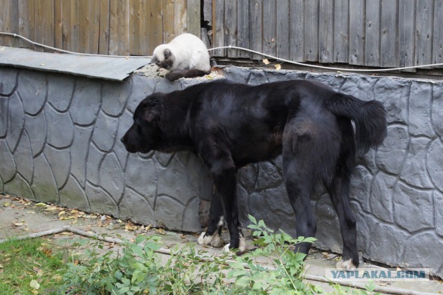 Как кошка с собакой