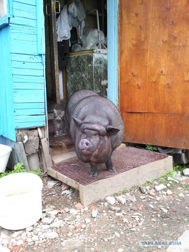 Инстаграм мини-свинки Пухли собрал более 31 тысячи подписчиков