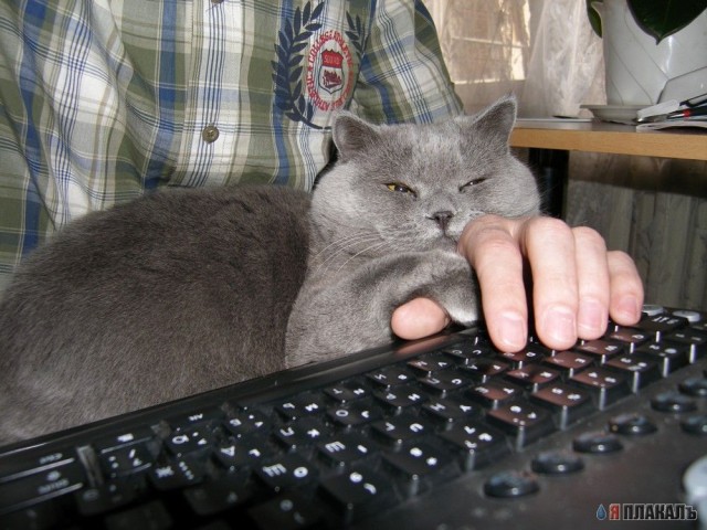 А вот и котовторник!