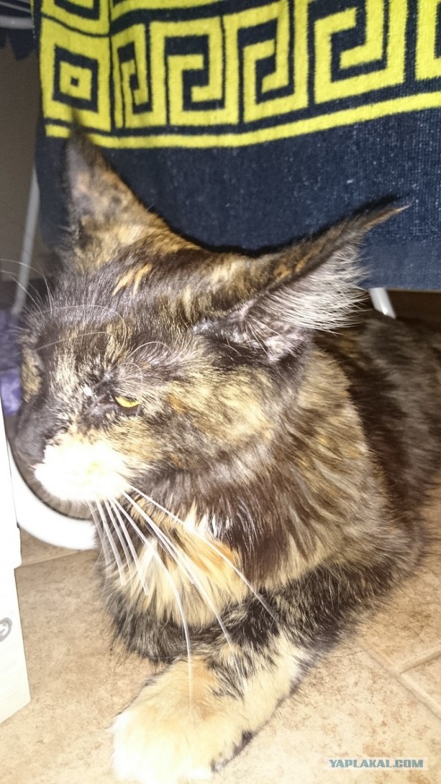 Трёхцветная - значит к счастью!