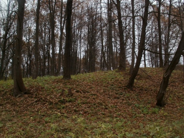 Прогулка по лесу с ножом, фотоаппаратом и ведром.