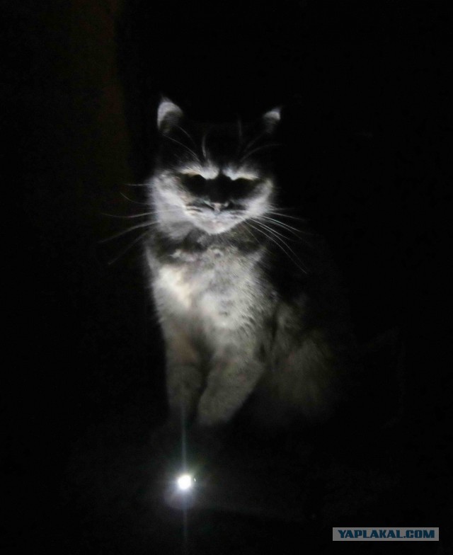 Котовторник 15.11.2016