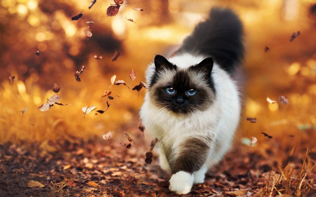 Коты из сети
