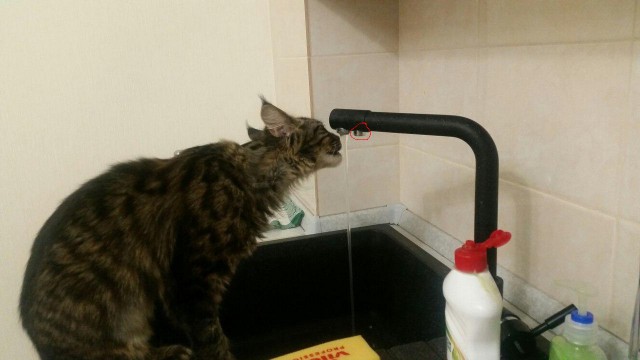 Кошкин день