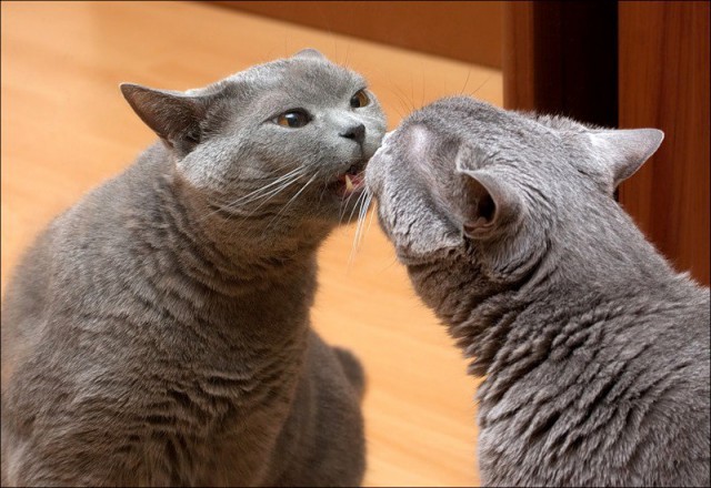 Коты и Кошки