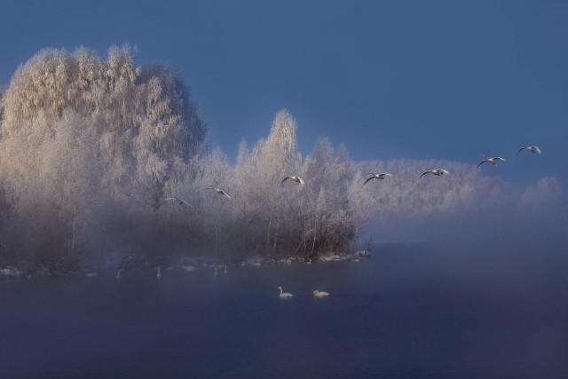 Самые смешные животные
