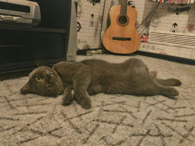 Коты и Кошки