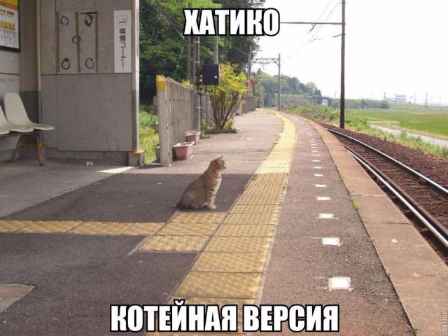 Коты и Кошки