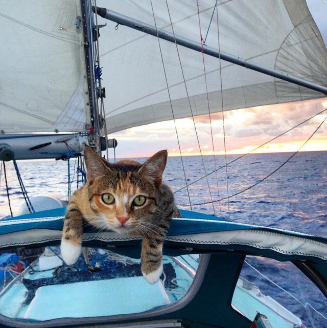 Коты и Кошки