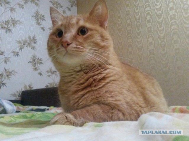 Котовторник 04.07.17