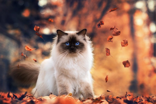 Коты и Кошки