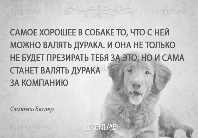 Пёс