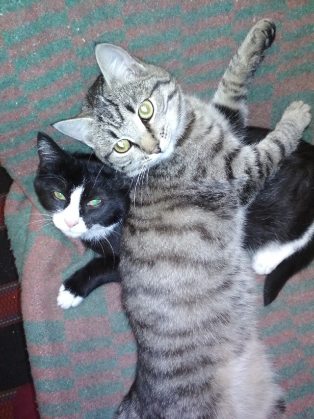 Коты и Кошки