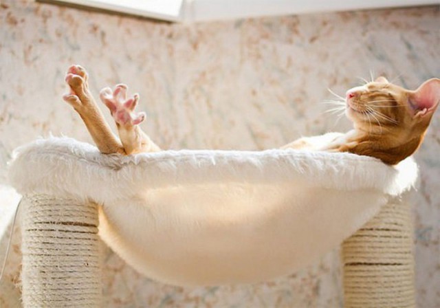 Коты и Кошки