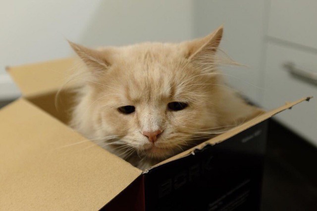 Прикольных котов пост