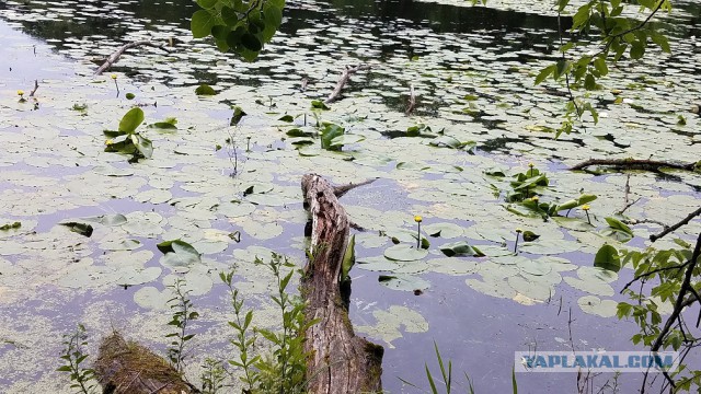 Просто Природа