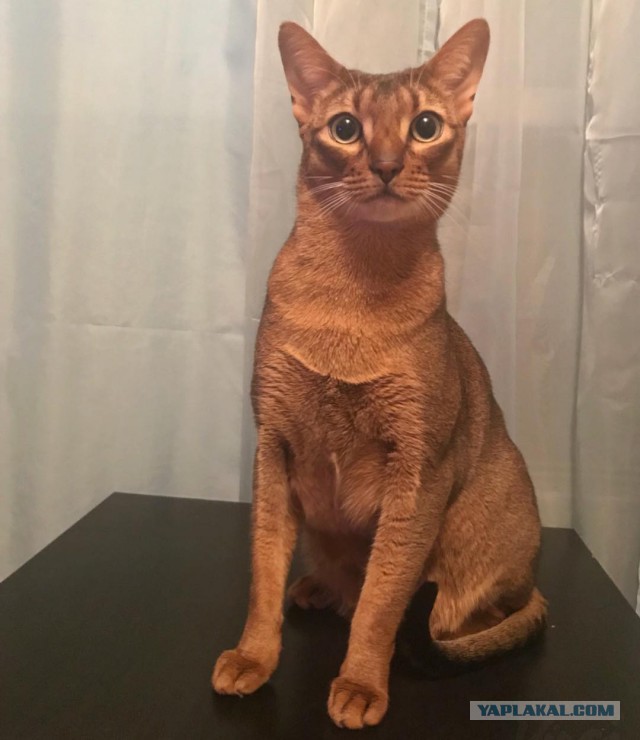 Котовторник 9.01.2018