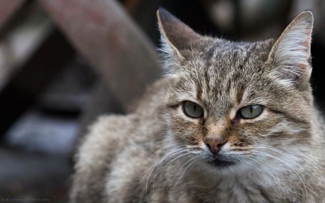 С Днем кошки!