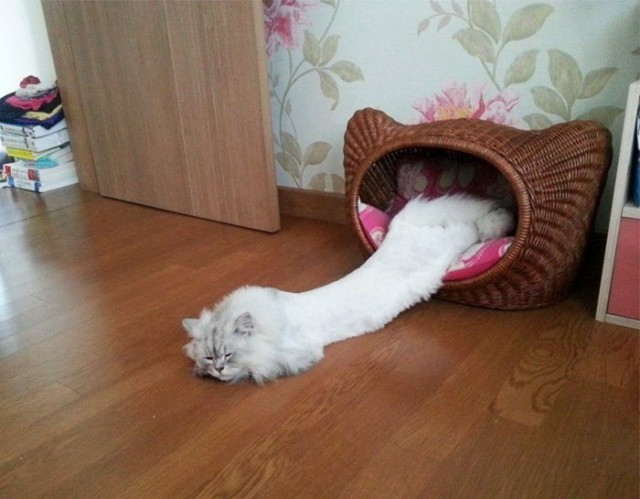 Прикольных котов пост