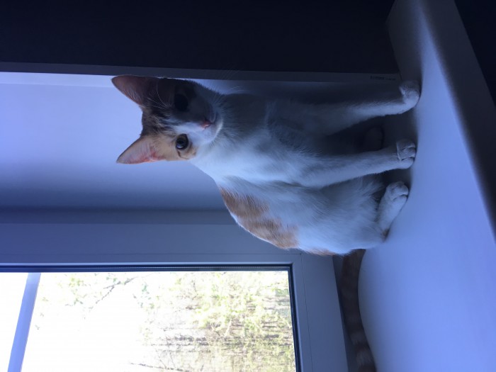 Котовторник 22.05.2018