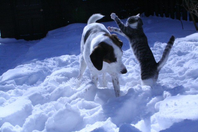 Котовторник на ЯПлакалъ