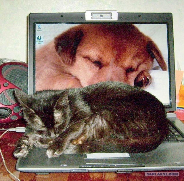 Котовторник на ЯПлакалъ: Кото и кто-то!