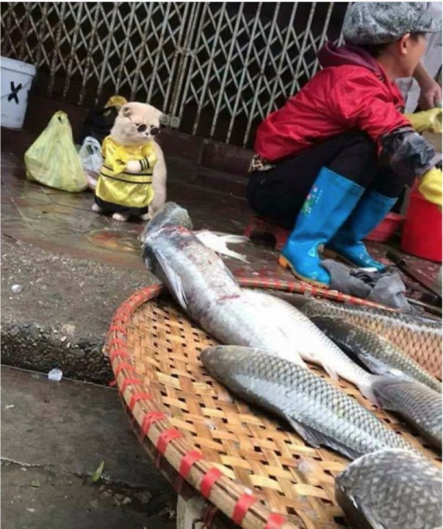 Немного милоты